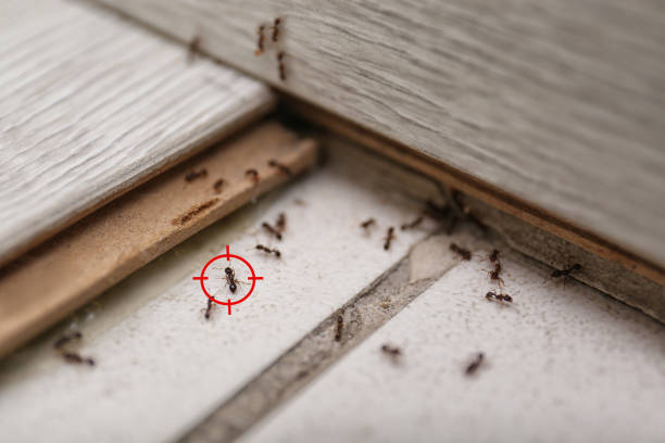 Best Residential Pest Control  in Brenham, TX