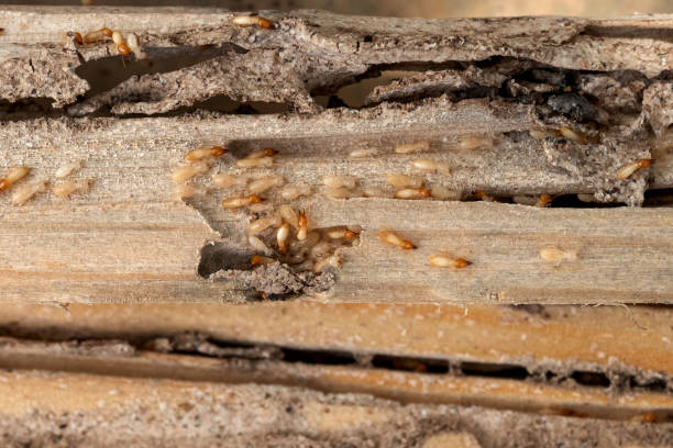 Best Affordable Pest Control Services  in Brenham, TX