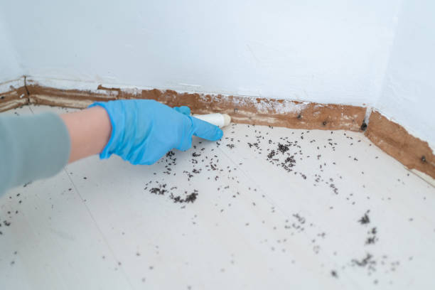 Best Ant Control Services  in Brenham, TX